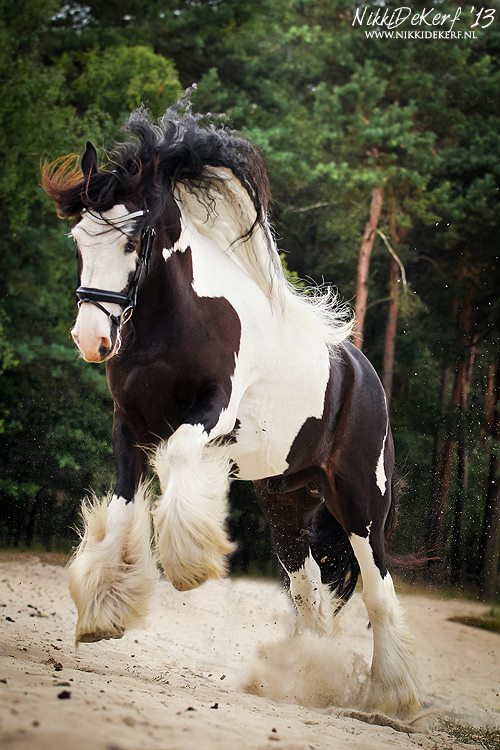 Coloured Gypsy Horse @Nikki de Kerf - Photographer